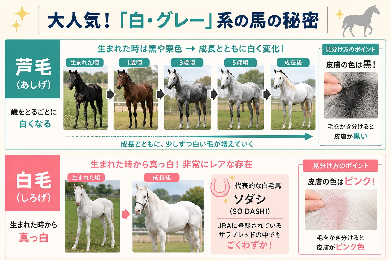 大人気！「白・グレー」系の馬の秘密