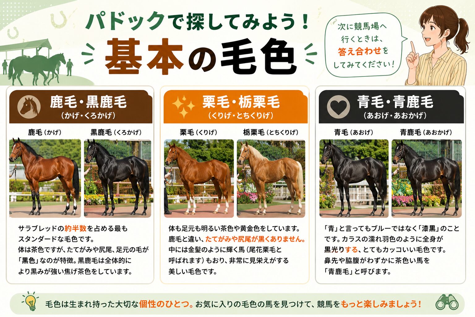 パドックで探してみよう！基本の毛色